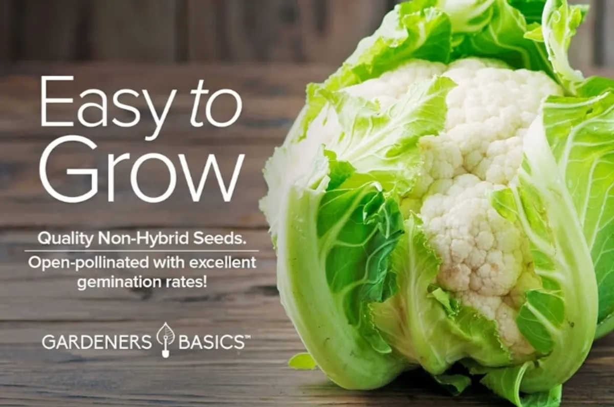 Gardeners Basics Cauliflower Seeds for Planting - (Snowball Y Improved) is A Great Heirloom, Non-GMO Vegetable Variety, 1 Gram Seeds Great for Outdoor Spring, Winter and Fall Gardening