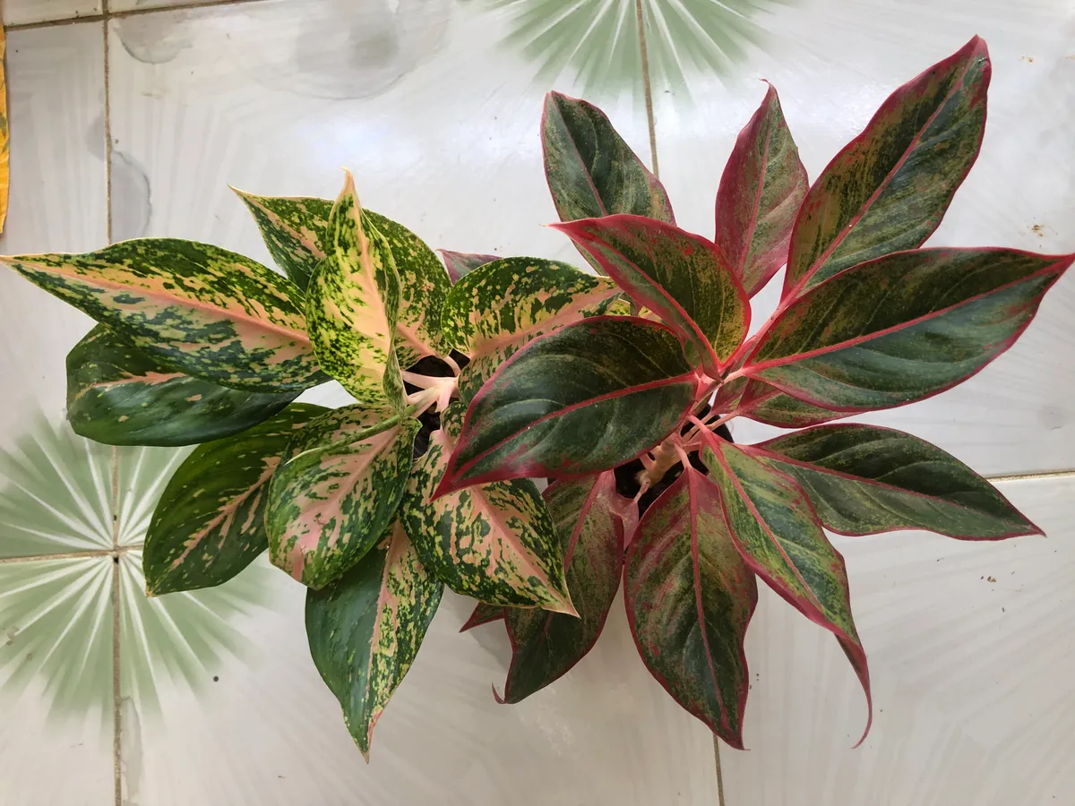 Chinese Evergreen (Aglaonema) Live Plant- Set of Two