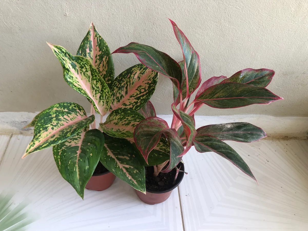 Chinese Evergreen (Aglaonema) Live Plant- Set of Two