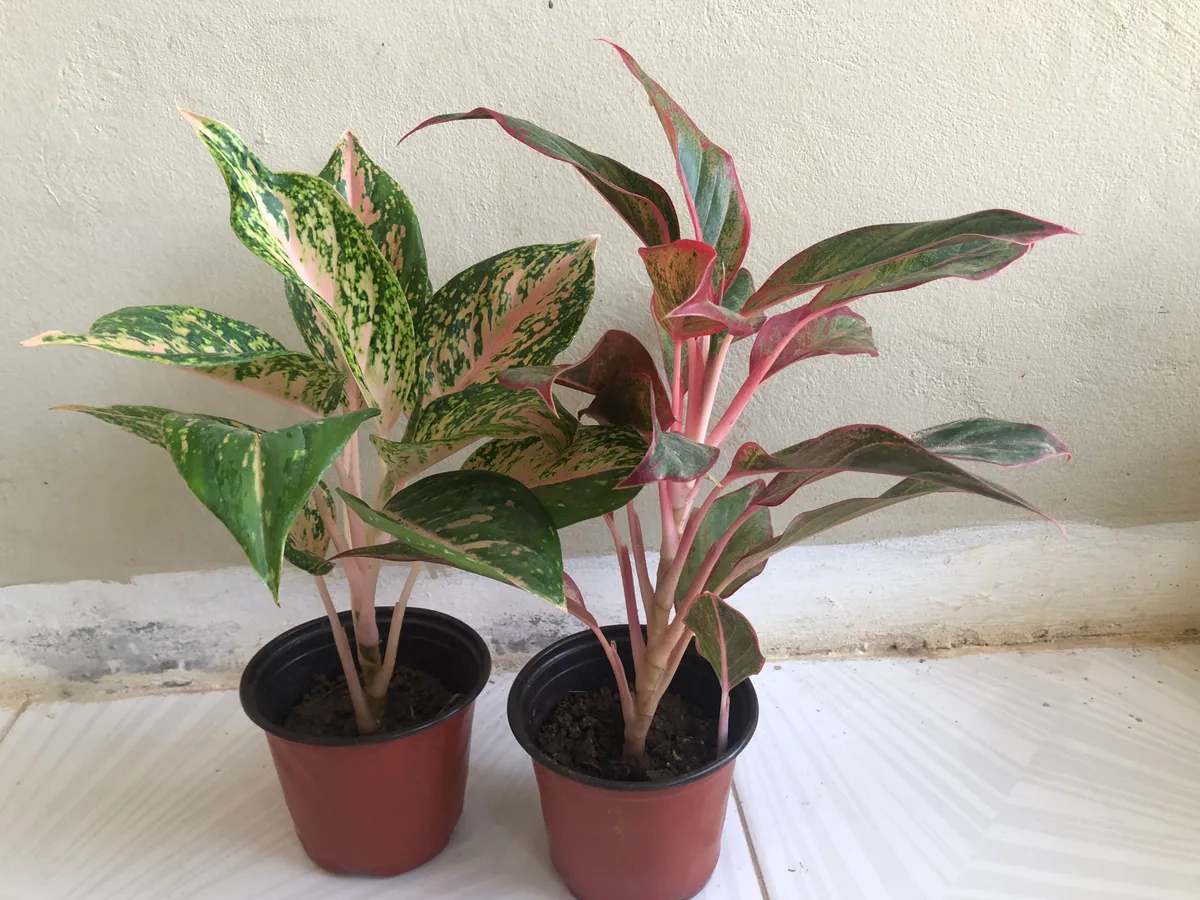Chinese Evergreen (Aglaonema) Live Plant- Set of Two
