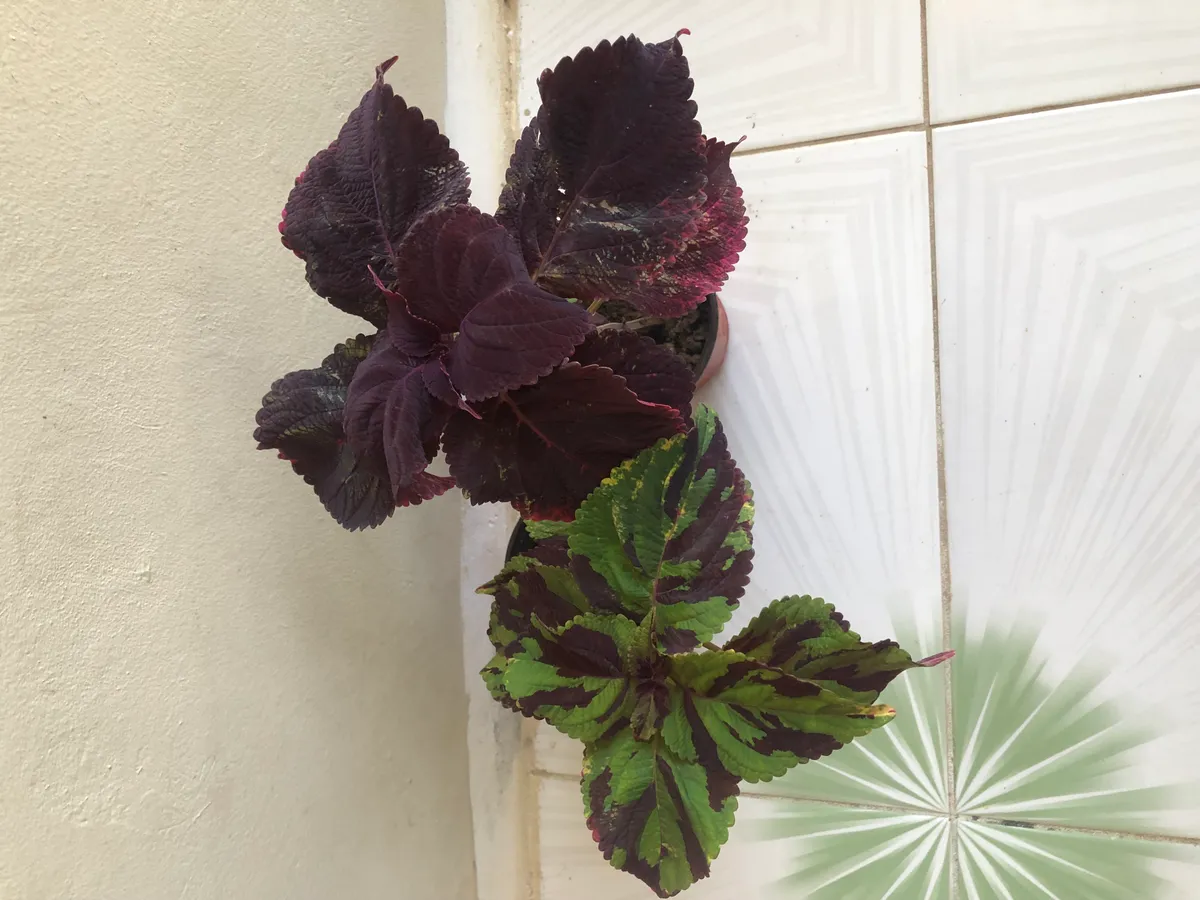 Joseph Coat Live Indoor Outdoor Low Maintenance Live Plant- 2 Sets