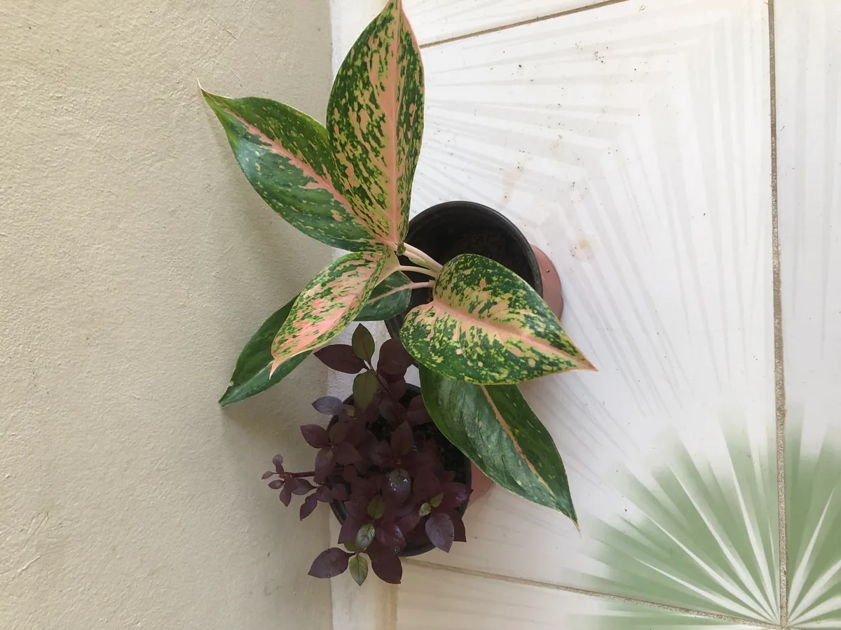 Live Houseplant - Set of Two
