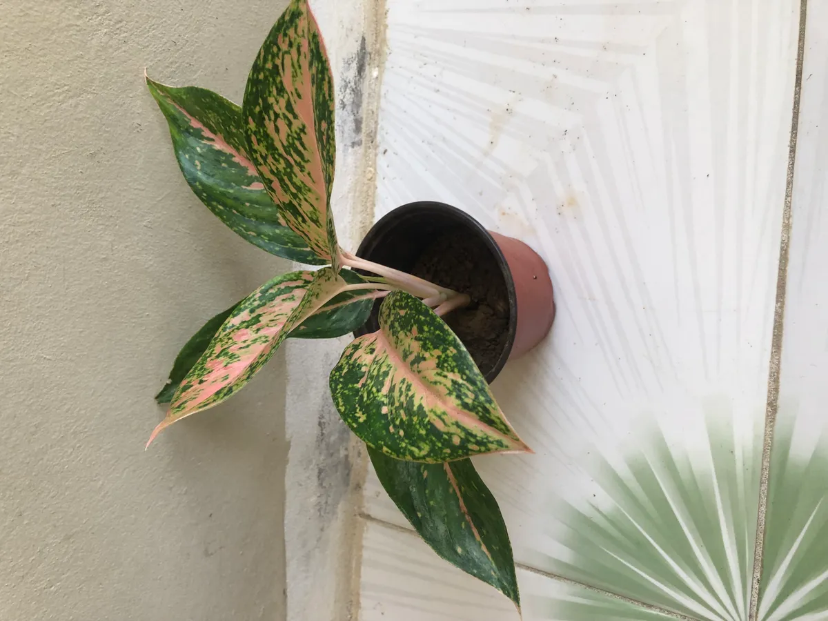 Live Houseplant - Set of Two