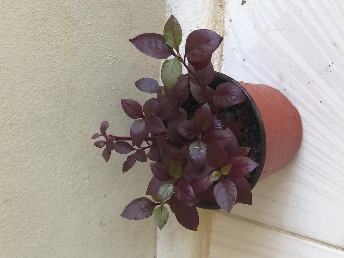 Live Houseplant - Set of Two
