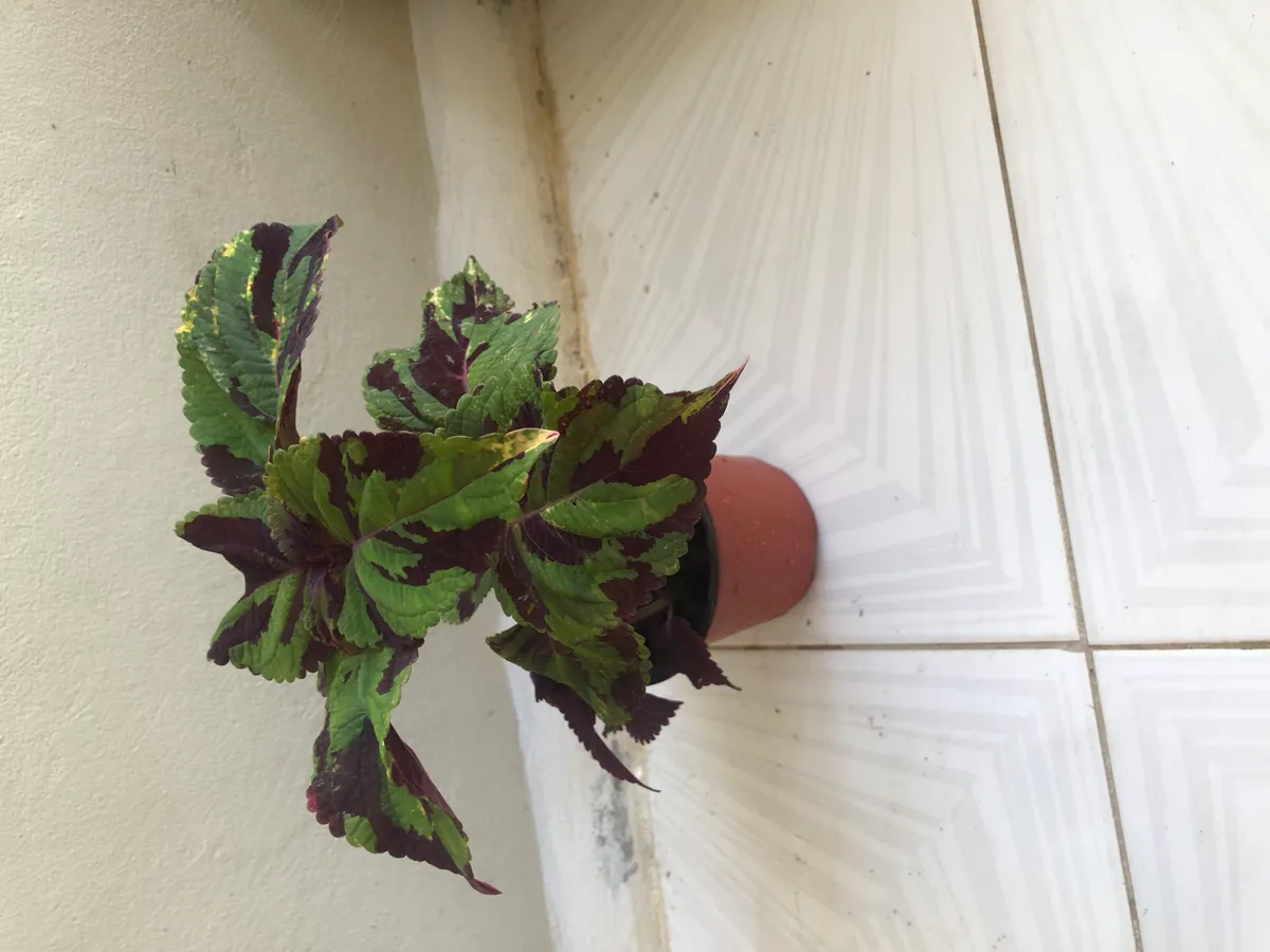 Live House Plant- Set of Two