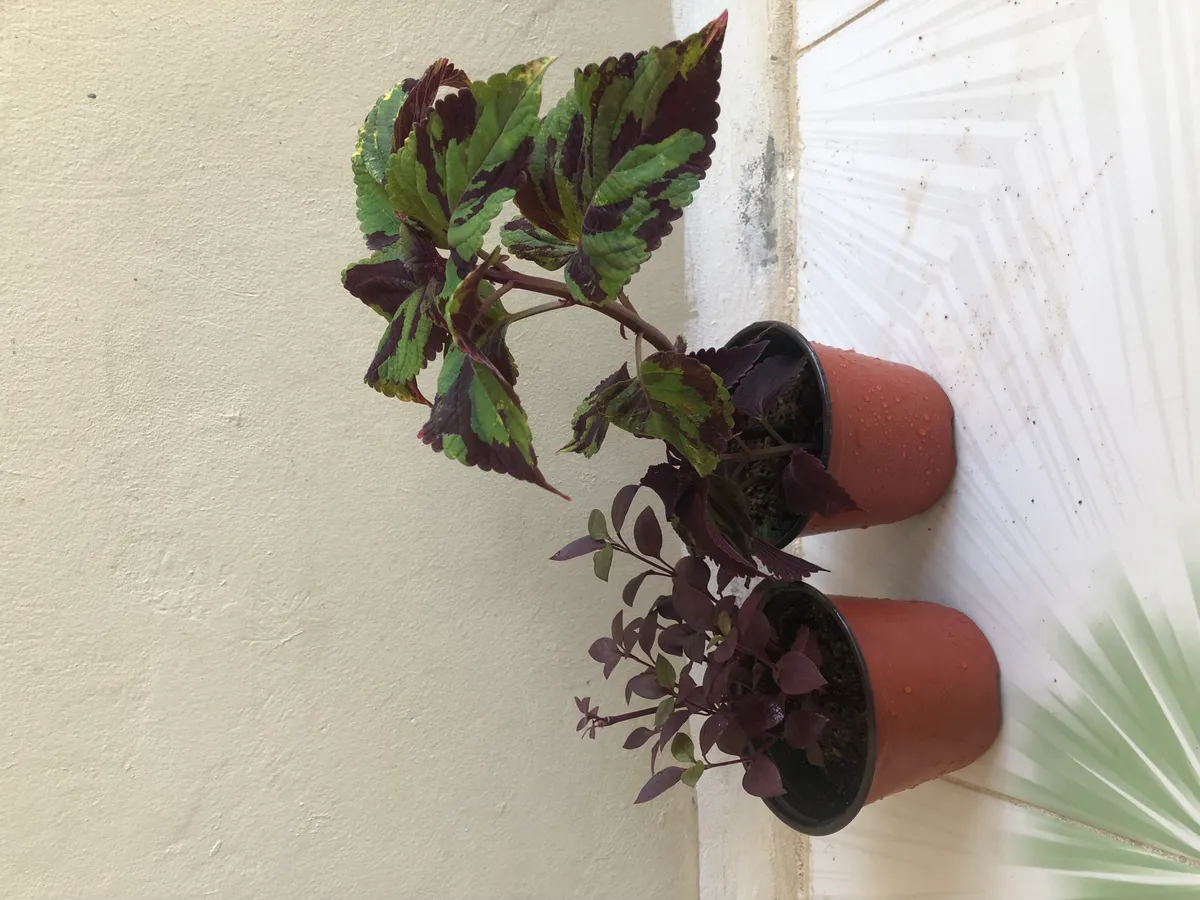 Live House Plant- Set of Two