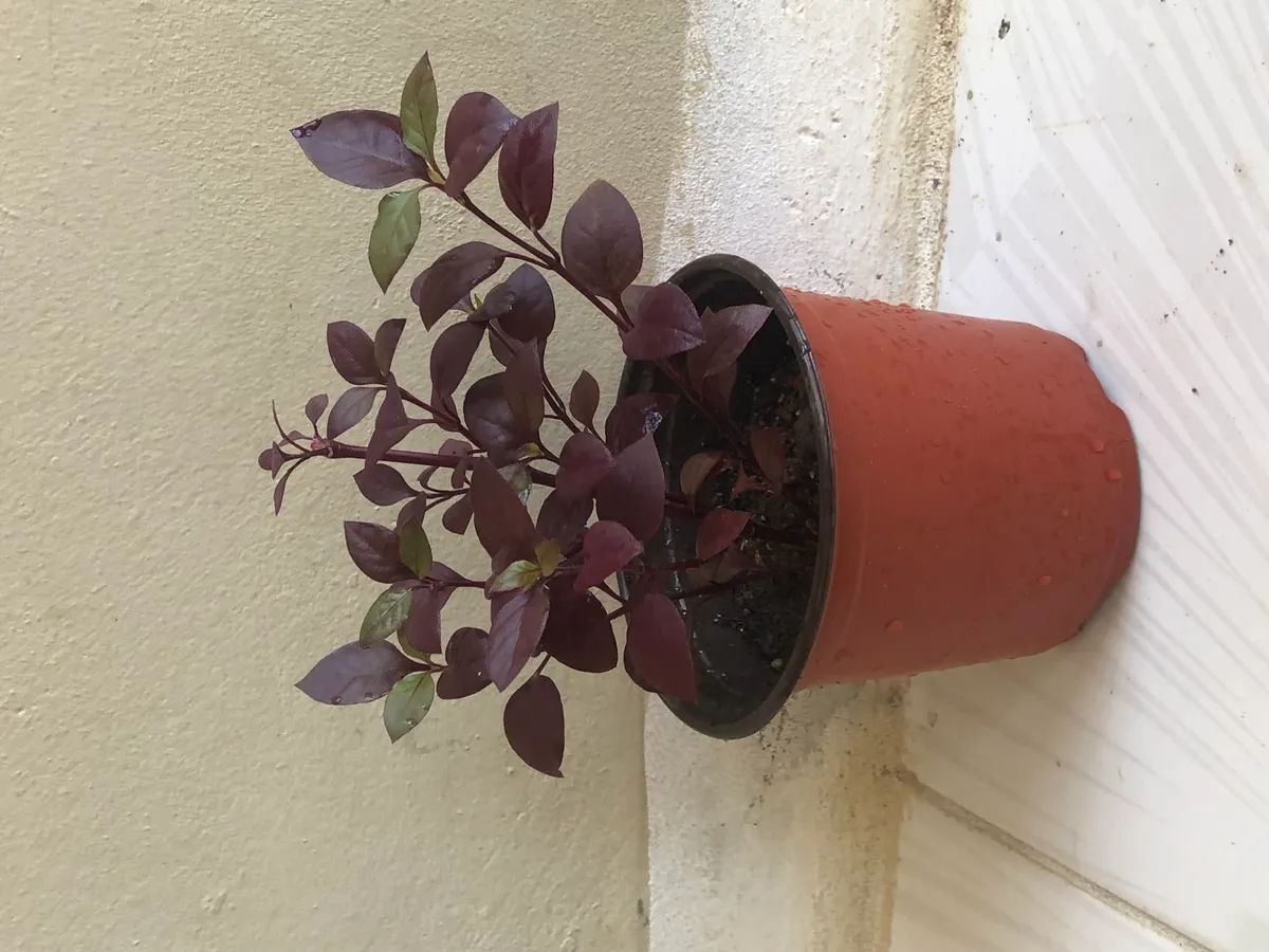 Live House Plant- Set of Two