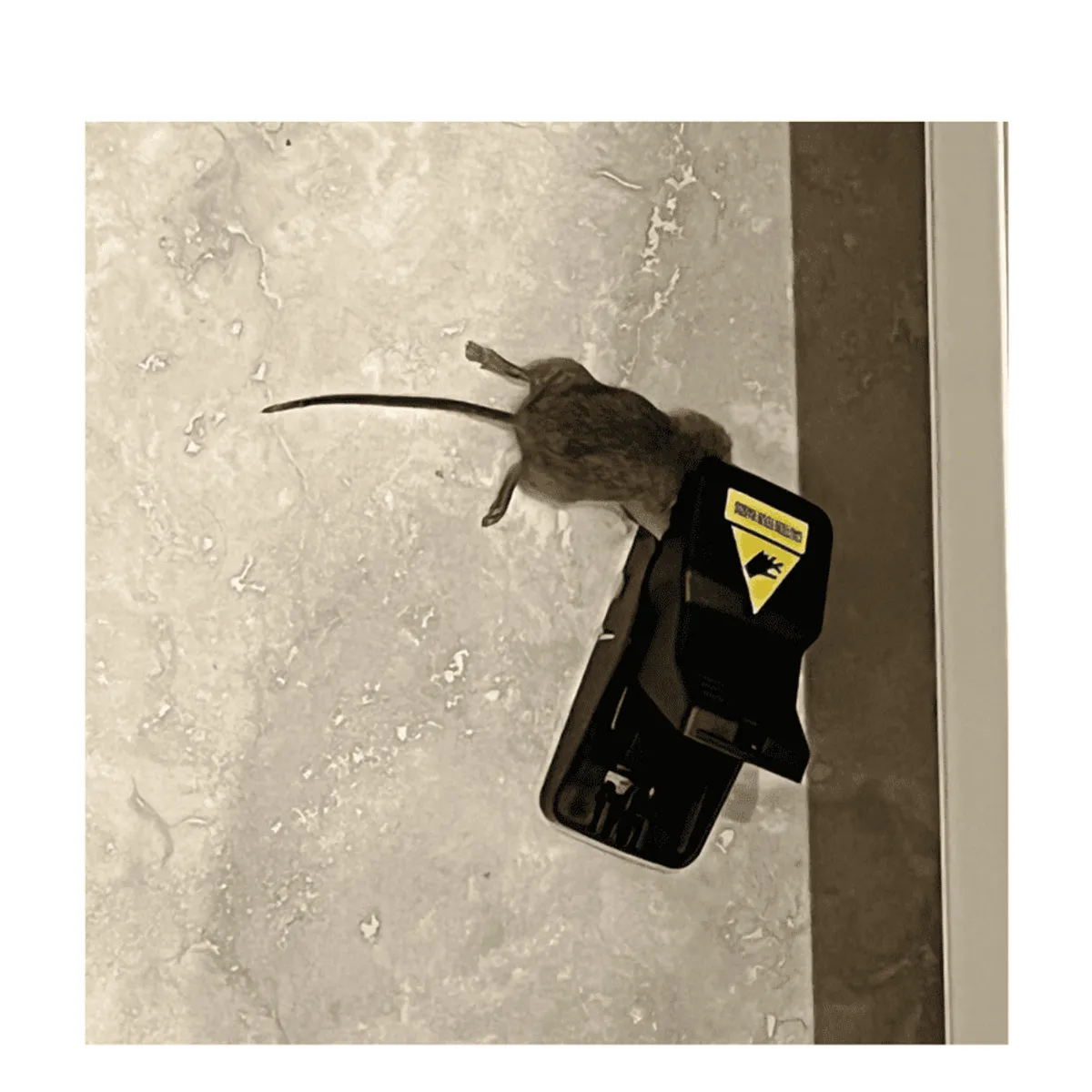 Instant Kill Traps for Mouse / Rat. Quick Set-Up and Reusable