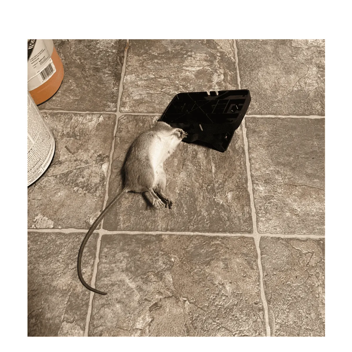 Instant Kill Traps for Mouse / Rat. Quick Set-Up and Reusable